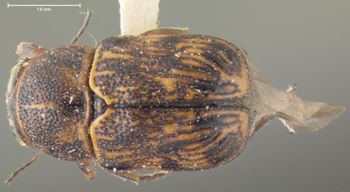 Media type: image;   Entomology 24921 Aspect: habitus dorsal view
